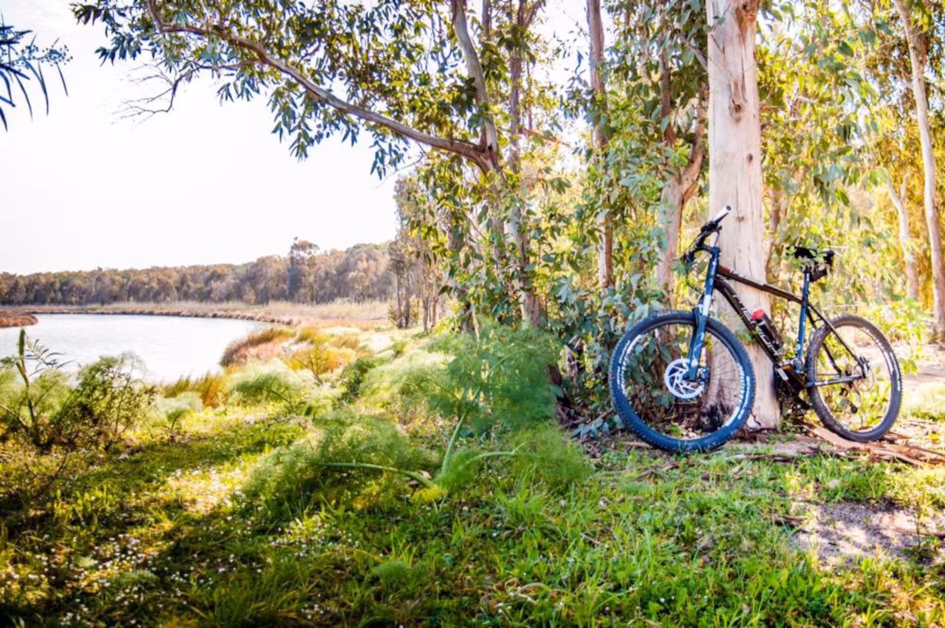 Bicycle leaning against a tree beside lush greenery and tranquil river on Oristano Torregrande bike route.