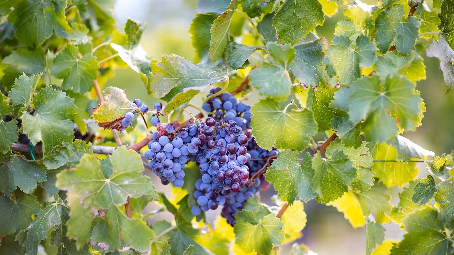 Close-up of ripe grapes on a vine in Orosei, representing the rich viticulture of Sardinia's gastronomic tours.
