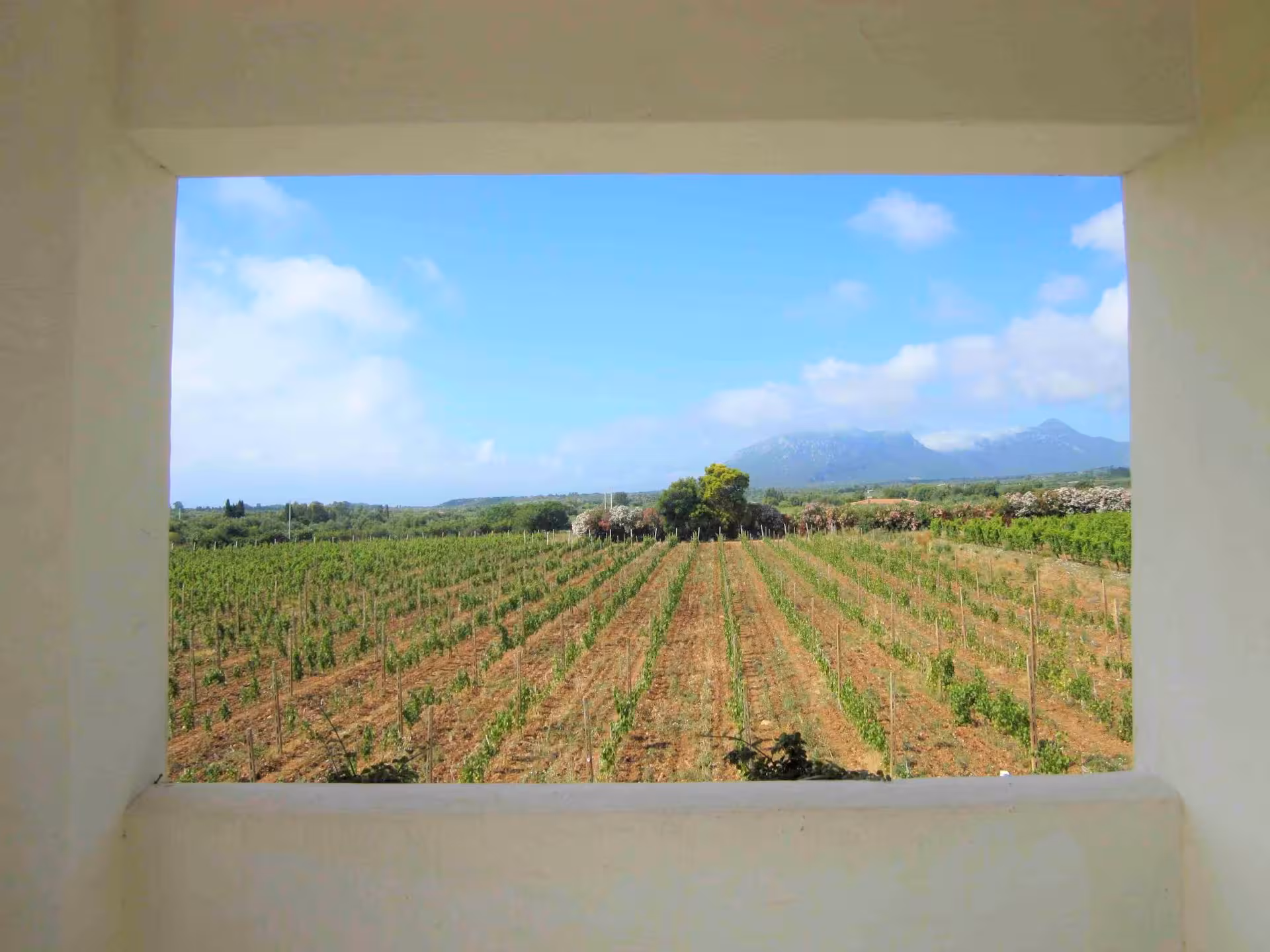 Lush vineyard view framed by a window, showcasing the agricultural beauty of Sardinia on a private jeep tour.