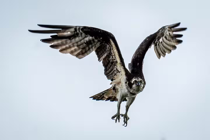 Majestic osprey soaring in clear skies during the Amazon Deep Survival Trip to Amanã Lake adventure.