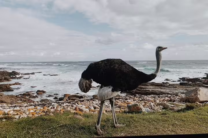 An ostrich stands by the rocky shoreline at the Cape of Good Hope, offering a unique wildlife sighting on the tour.