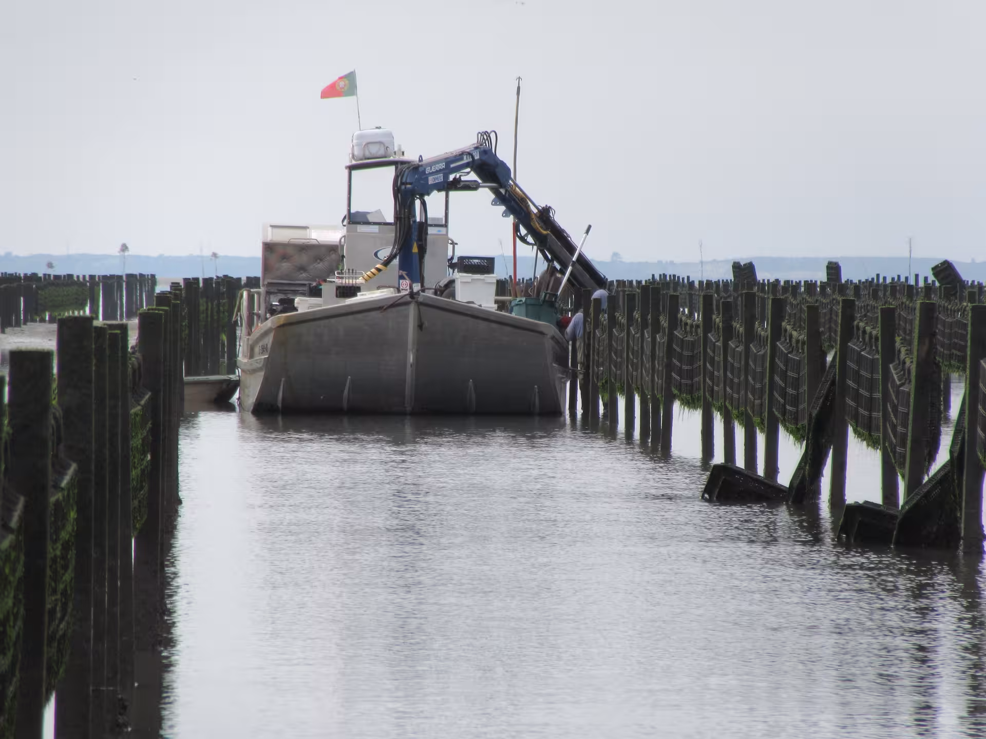 Working oyster farm boat navigating between wooden racks on a calm estuary during a guided oyster production tour