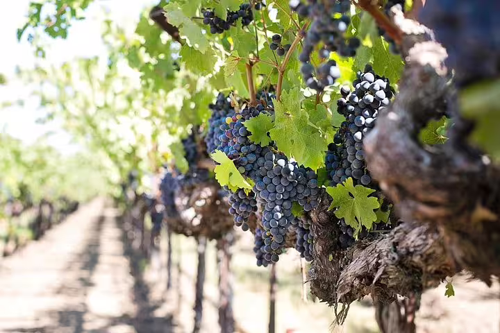 Close-up of ripe grapes hanging on vines in Paarl vineyard, perfect for wine production.