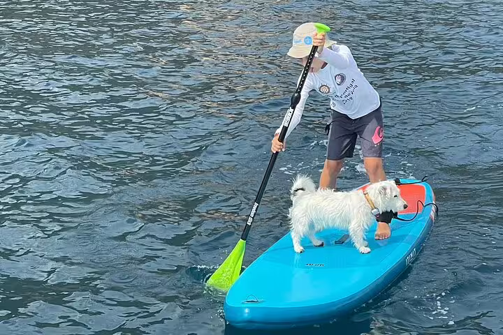 Person paddleboarding with a dog on a serene sea during a full day private sailing cruise adventure.