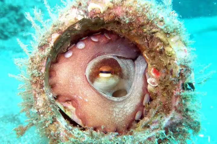 Colorful octopus nestled in a coral tube, showcasing vibrant marine life for Open Water Course scuba diving adventure.