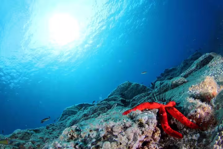Vibrant red starfish on coral reef under clear blue water, perfect for scuba beginners exploring marine life in open water courses.