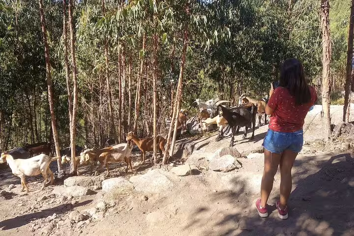 Visitor observing goats along a scenic trail at Paiva Walkways, surrounded by lush forest, during an all-inclusive tour.