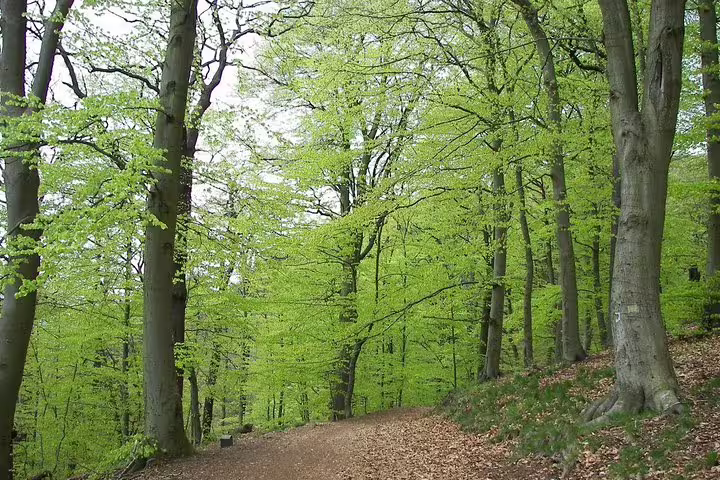 Shaded forest trail in Paklenica National Park, Croatia, with spring-green beech trees along the hiking path