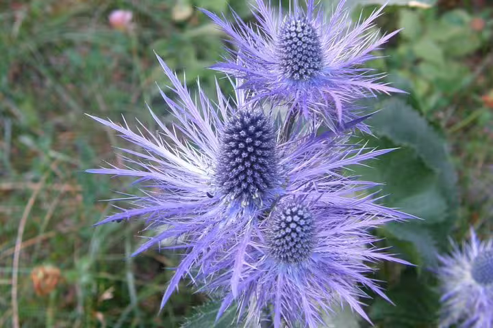 Purple wild thistle bloom in Paklenica National Park, Croatia, nature detail for admission ticket tour