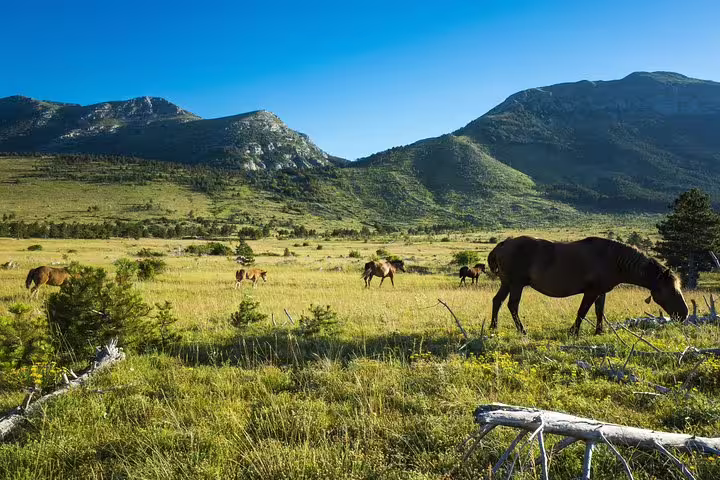 Wild horses grazing in a mountain meadow in Paklenica National Park, Croatia, with Velebit peaks behind