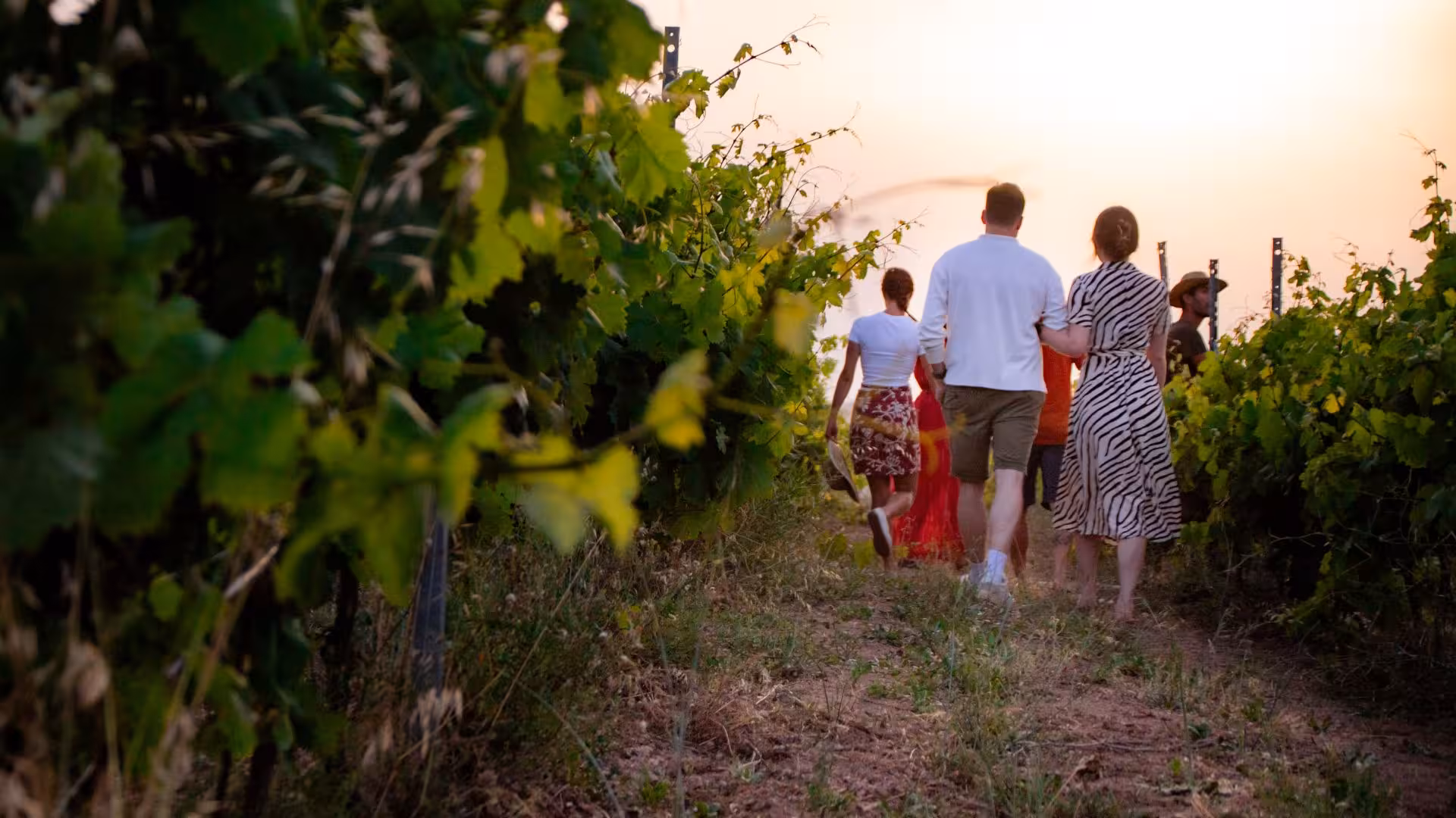 Tour group strolling through lush vineyard at sunset in Palau, Gallura.