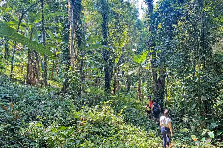 Hikers explore lush tropical forest on Paraty Melancia Waterfall trekking tour, surrounded by dense greenery.