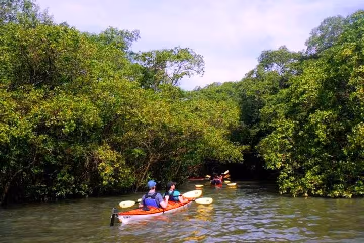 Group of kayakers navigates through dense mangroves on the Paraty Tours Mangrove and Beach Kayak Tour.