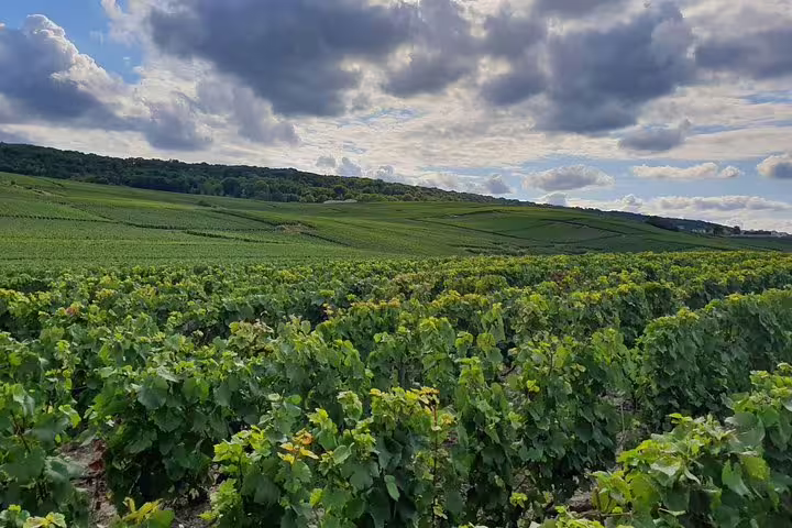 Rolling Champagne vineyards near Reims on a private day trip from Paris, scenic countryside in France