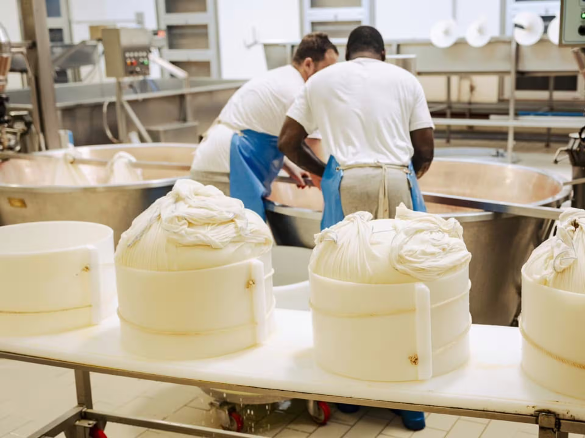 Cheesemakers in action at Parmesan cheese factory near Parma during a guided tour with fresh cheese rounds.