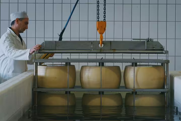 Artisanal cheese production with wheels of Parmigiano-Reggiano submerged in brine at a Parma factory.
