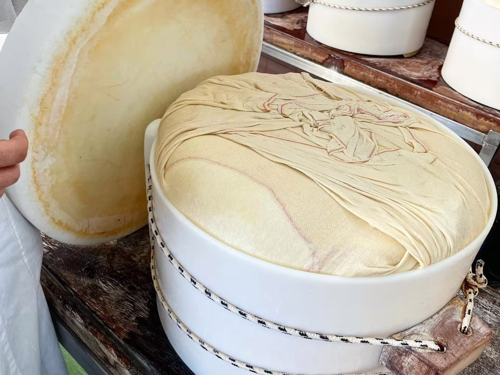 Fresh Parmigiano Reggiano curd wrapped in cloth in mold at dairy on Parmesan cheese tour near Modena