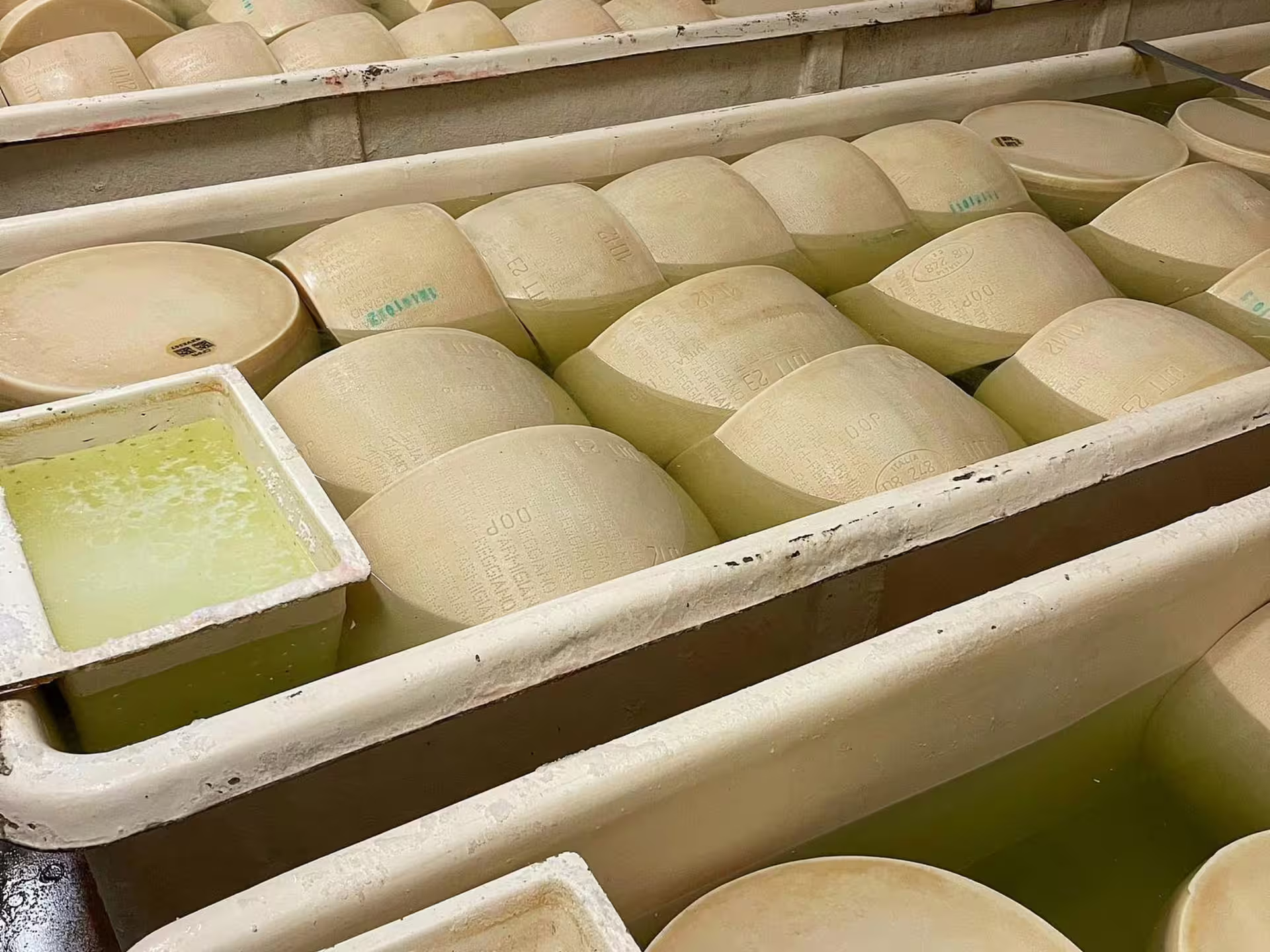 Fresh Parmigiano Reggiano wheels resting in brine tanks at a Modena dairy on Parmesan cheese tour and tasting
