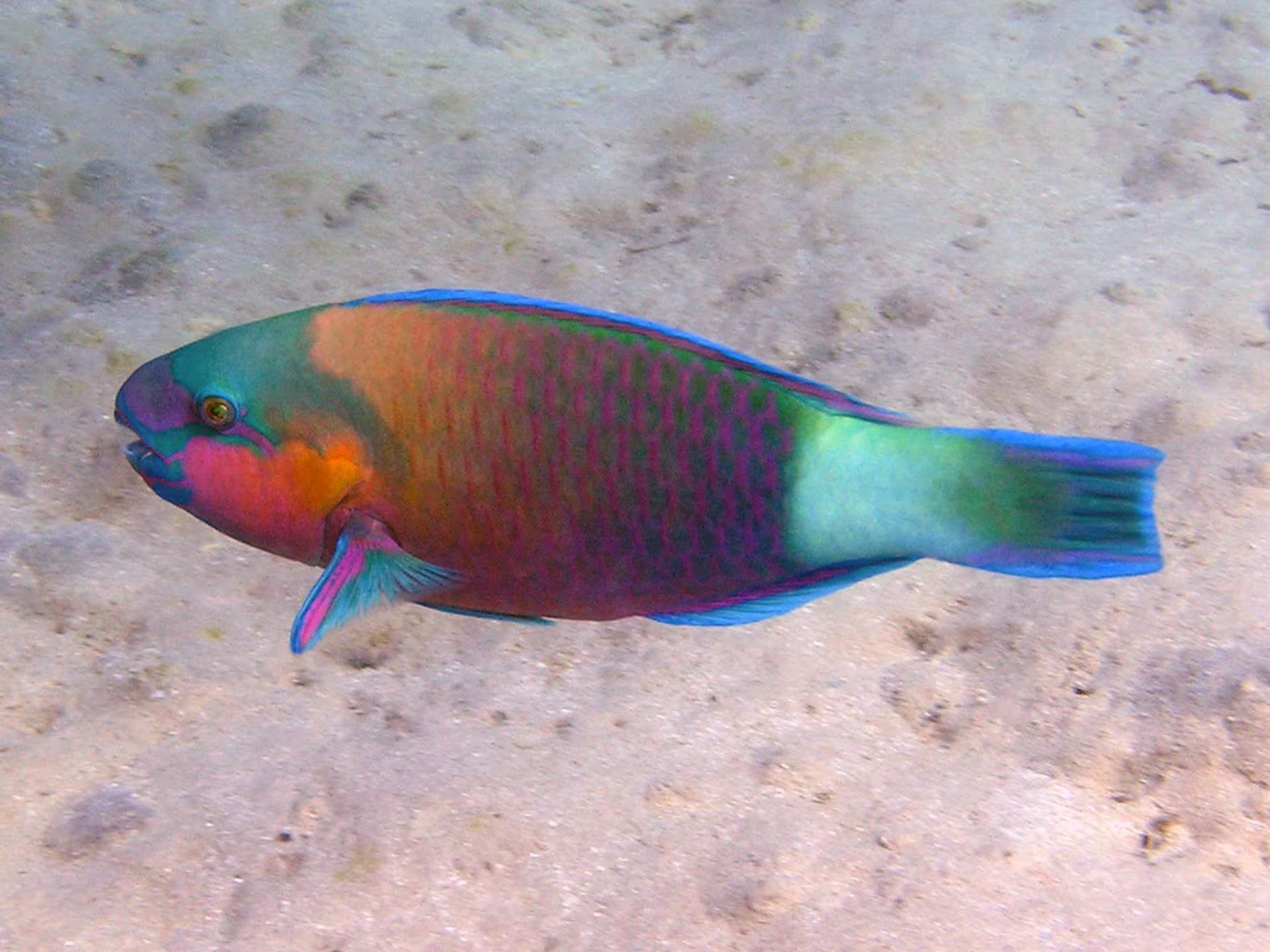 Colorful parrotfish over sandy seabed in Abu Dabbab Bay, Red Sea snorkeling tour from Hurghada day excursion
