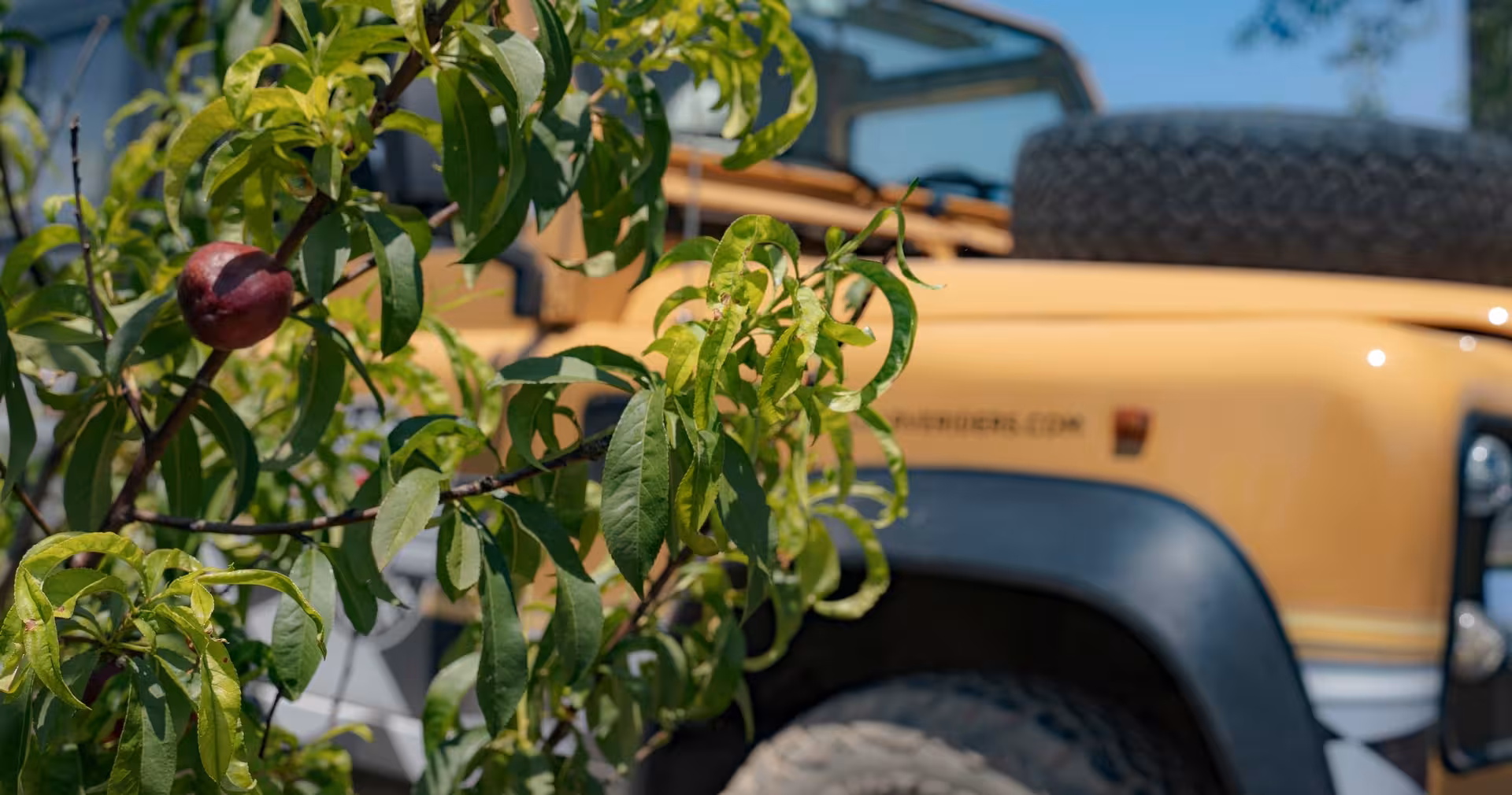 Peach tree with ripe fruit in front of rugged yellow 4x4 jeep on a sunny Spirit & Springs Adventure countryside tour
