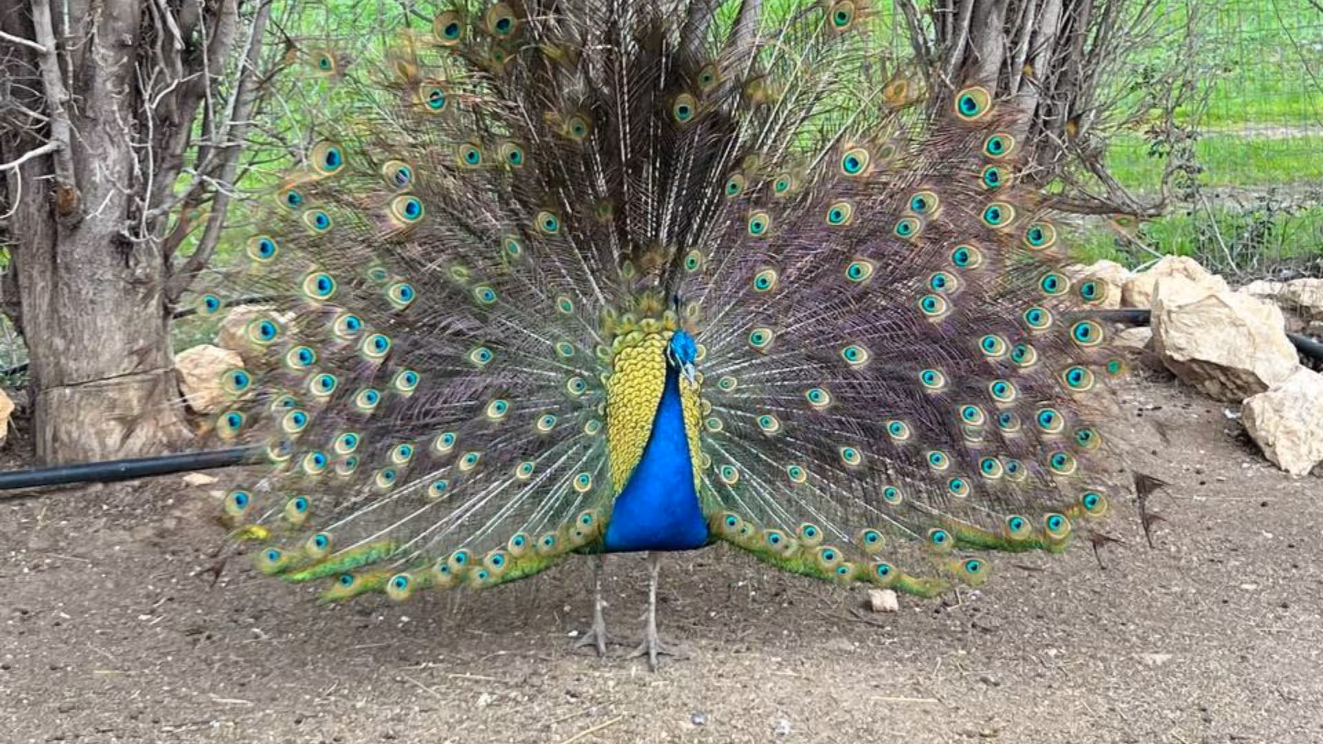 Vibrant peacock displaying its colorful feathers at an Olmedo animal shelter near Alghero.