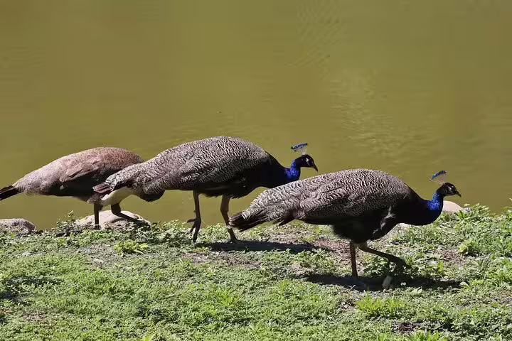 Three peacocks walking along a lush pond at Chania Botanical Garden during a private half-day tour.