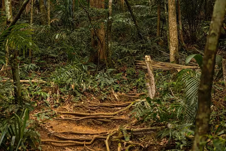 Rustic forest trail with exposed roots at Peak Sugar Bread, ideal for adventurous hiking through dense greenery.