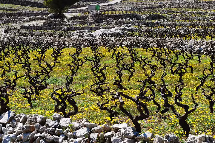 Stone-walled vineyard terraces in Pelješac near Dubrovnik, a stop on a private wine tasting tour