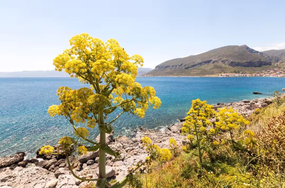 Vibrant yellow wildflowers overlooking a serene coastline in the Peloponnese, perfect for a scenic day trip with lunch.