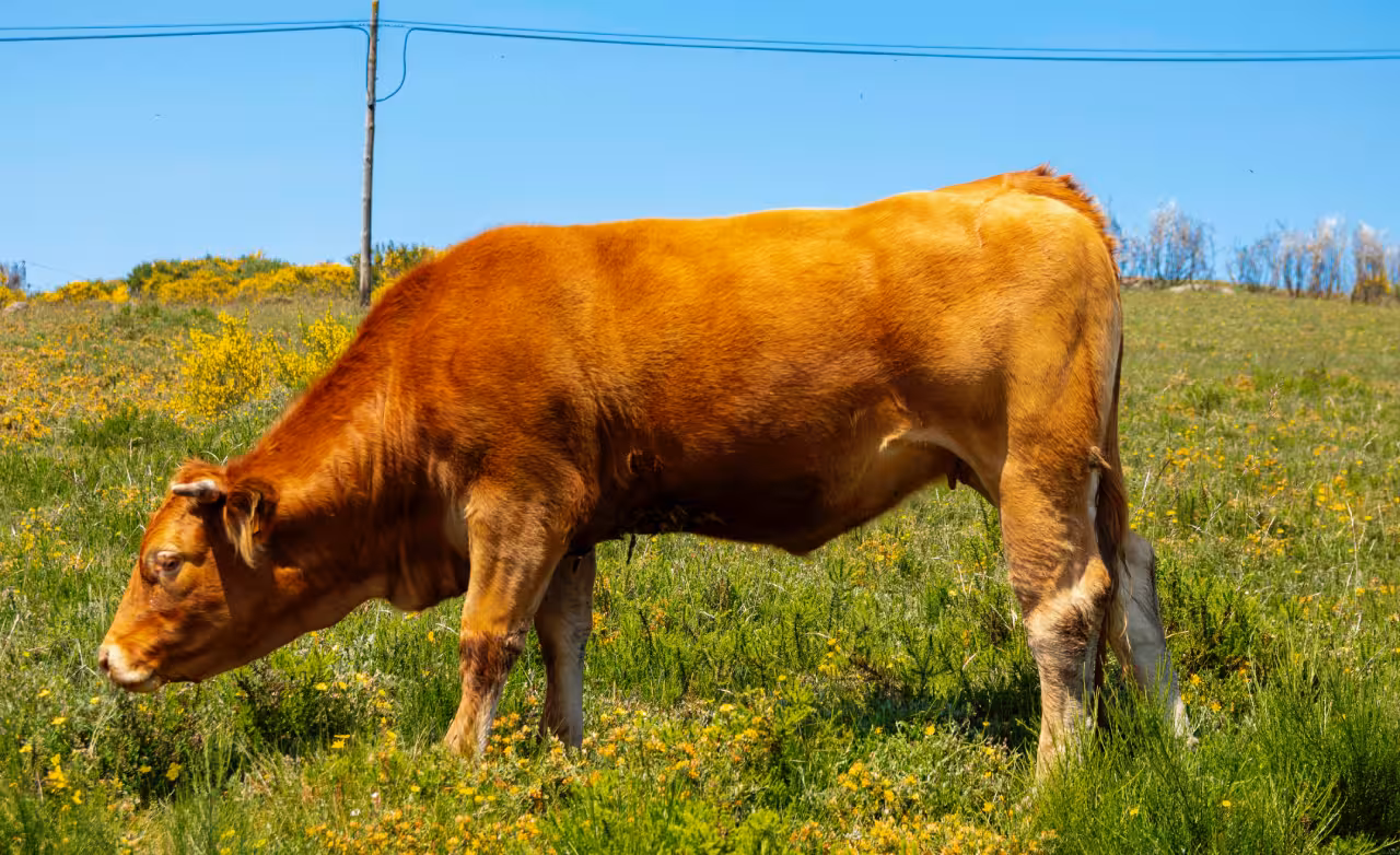A brown cow peacefully grazing in a sunlit meadow in Peneda Geres National Park, surrounded by blooming wildflowers.