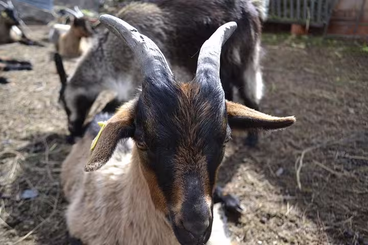 Close-up of a goat on a farm in Peneda-Gerês National Park, highlighting rural life and wildlife tour experiences.