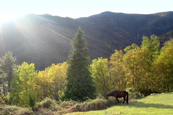 Sunlit mountain landscape with grazing horse in Peneda-Gerês National Park, perfect for a serene private tour experience.