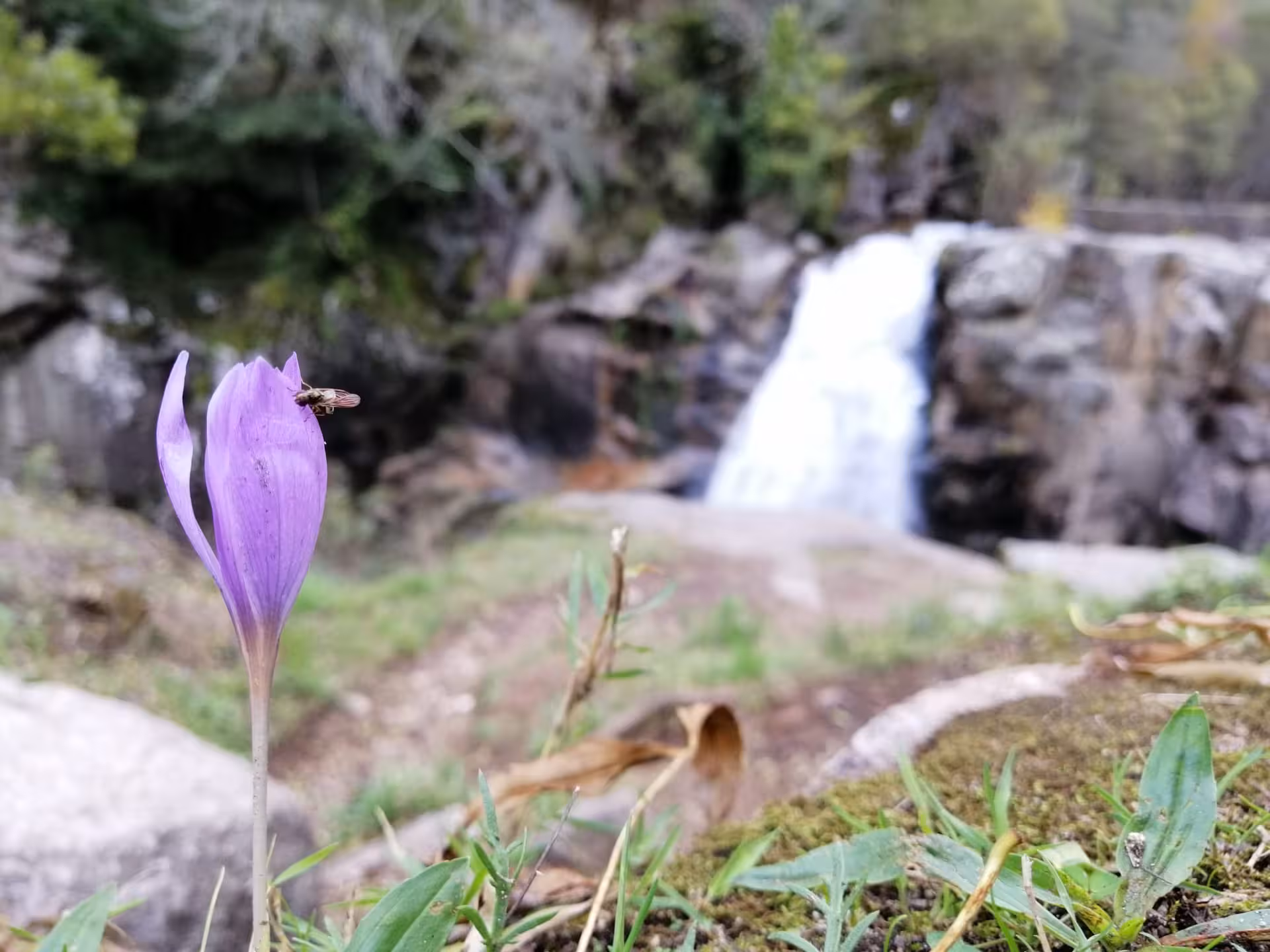 Delicate purple flower with a bee near a cascading waterfall in Peneda-Gerês National Park's scenic landscape.