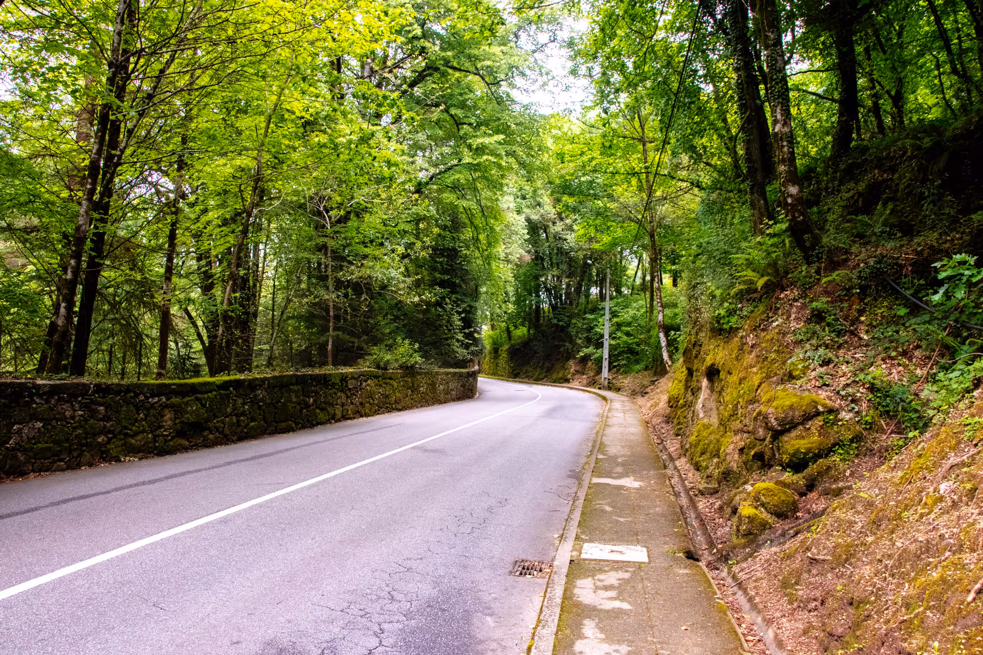 Winding road through lush green forest offering scenic drives in Peneda Geres National Park private tour.