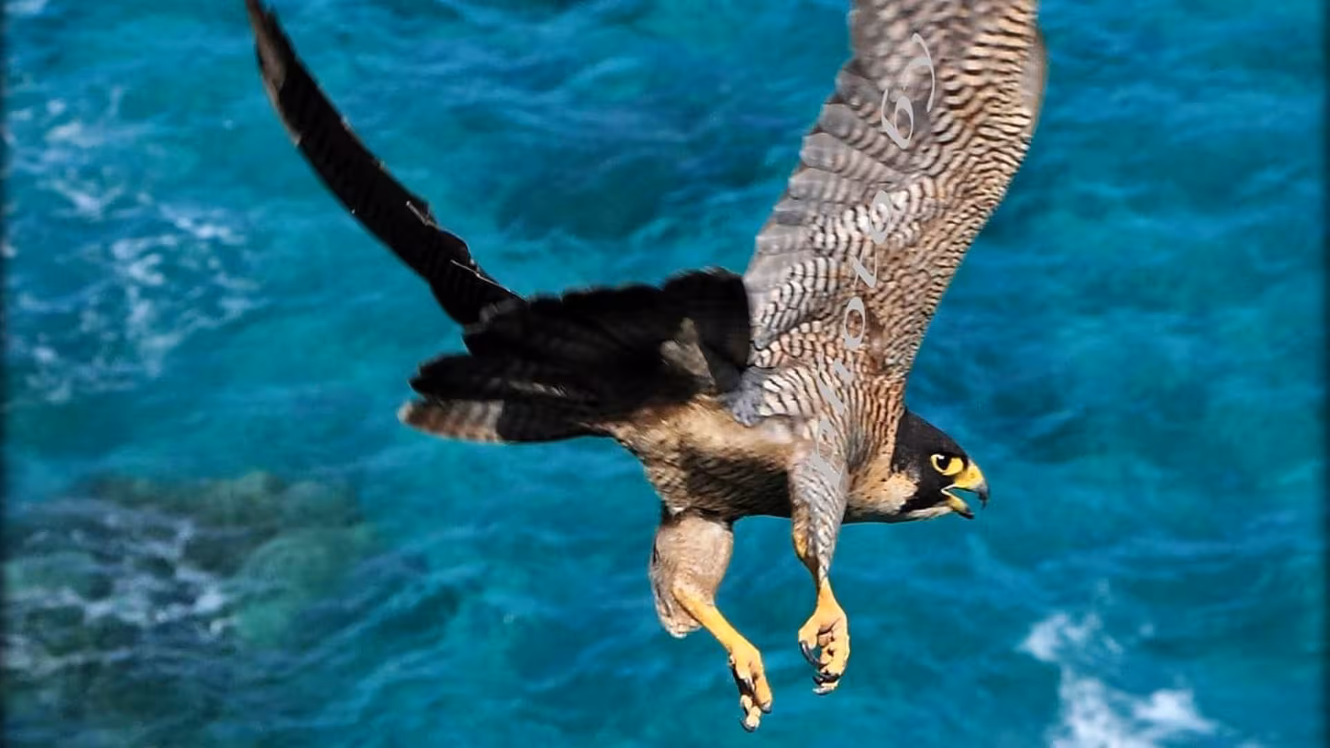 Peregrine falcon soaring over turquoise waters on a Cala Gonone RIB tour, showcasing Sardinia's diverse wildlife.