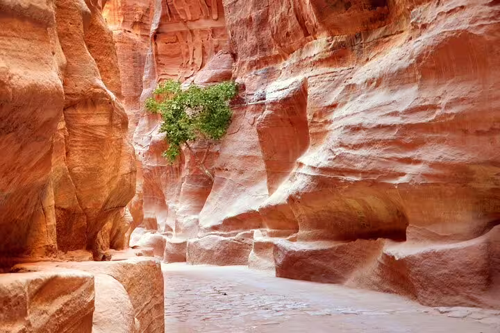 Scenic Petra Siq sandstone canyon with rock formations, part of the Jordan full-day tour from Sharm El Sheikh