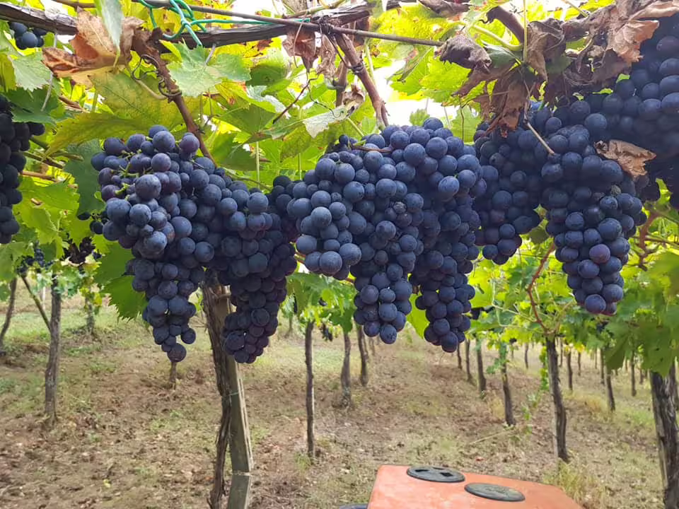 Grappoli di uva nera maturi appesi ai filari durante la visita alla cantina Pian di Mare e tour in vigneto