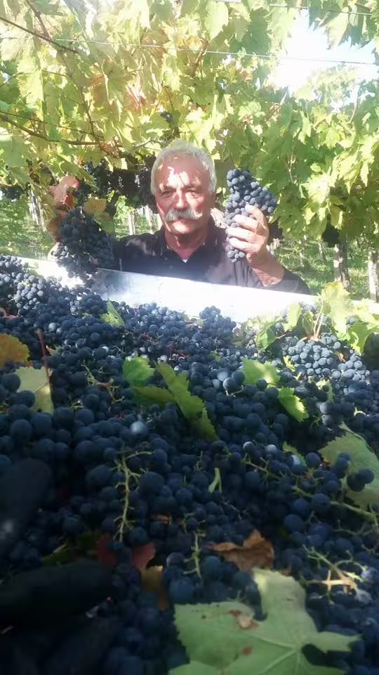 Vendemmia in vigna alla cantina Pian di Mare con grappoli d’uva nera appena raccolti per degustazione vini