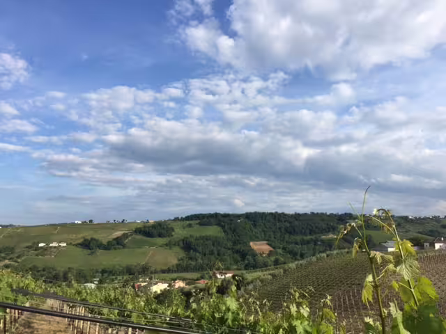 Panorama sui vigneti delle colline marchigiane durante la visita alla cantina Pian di Mare