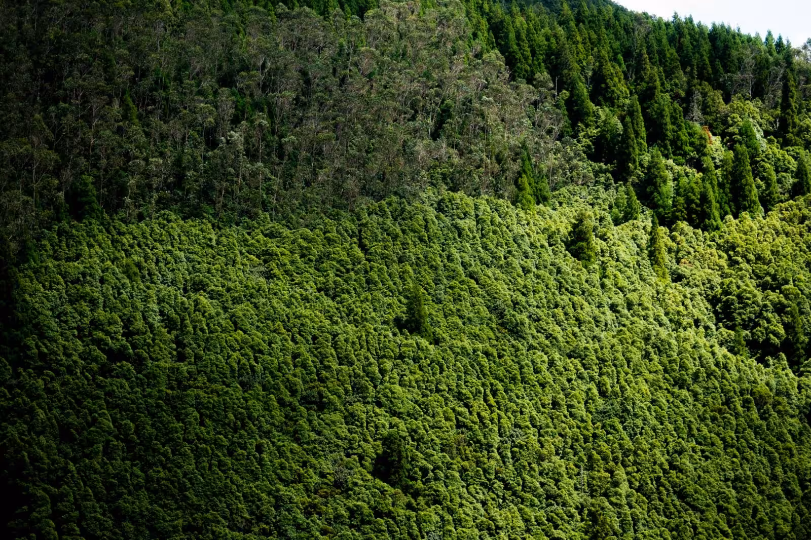 Lush laurel forest slopes in Pico da Vara, São Miguel Azores, highlighting endemic greenery on the full-day hike