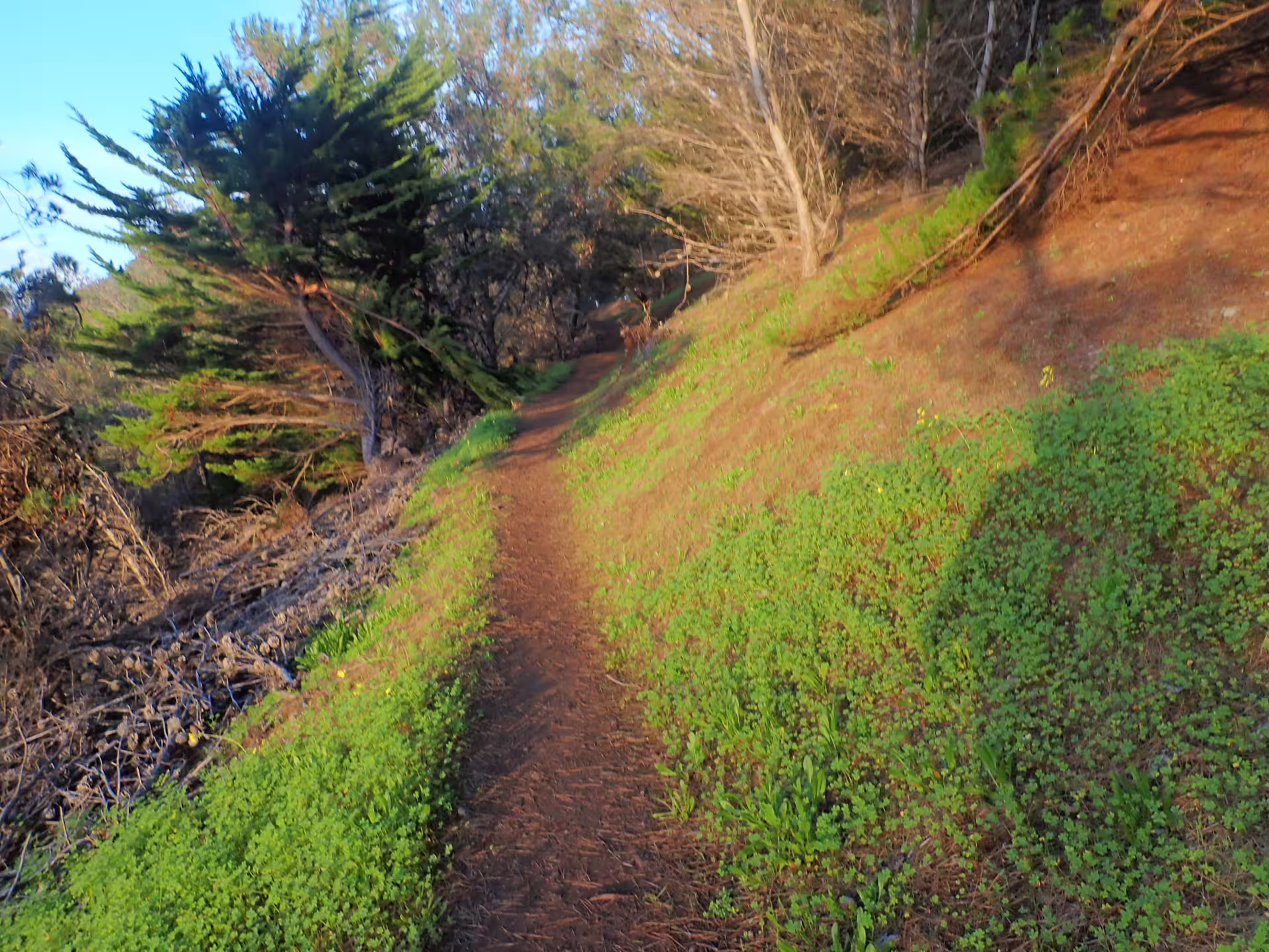Lush green trail winding through dense forest at Pico do Facho, offering serene hiking and panoramic views.
