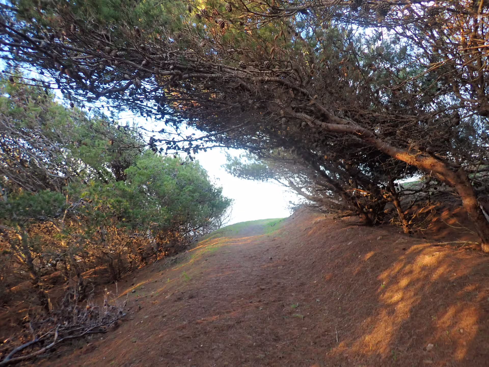 Scenic view of a forest path on Pico do Facho Panoramic Trail, surrounded by lush trees and natural sunlight.