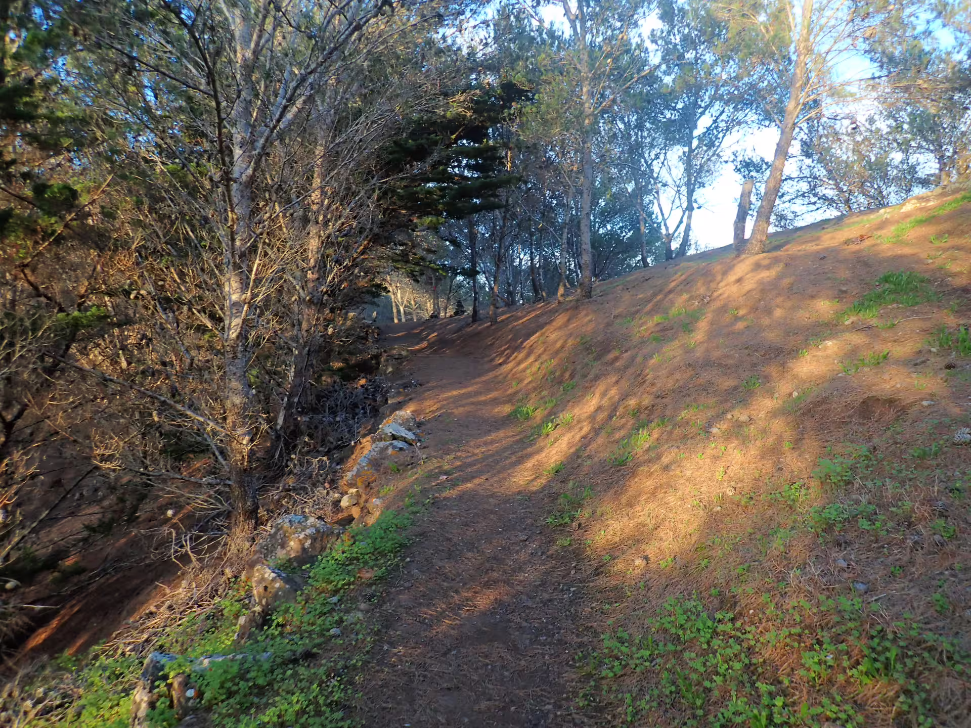 Scenic view of Pico do Facho Panoramic Trail showcasing lush greenery and sunlit trees on a serene hiking path.