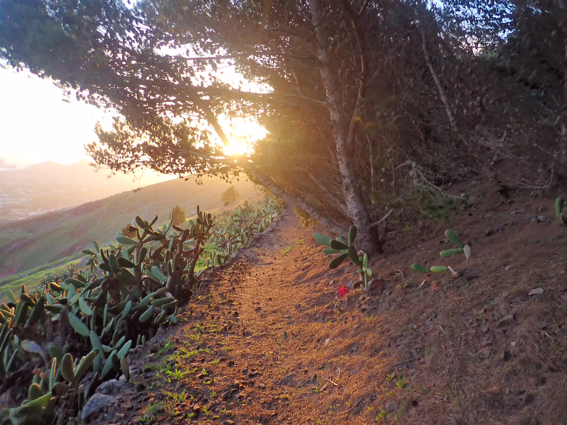 Sunset over Pico do Facho Panoramic Trail with lush cacti and forest views, offering a serene hiking experience in Madeira.