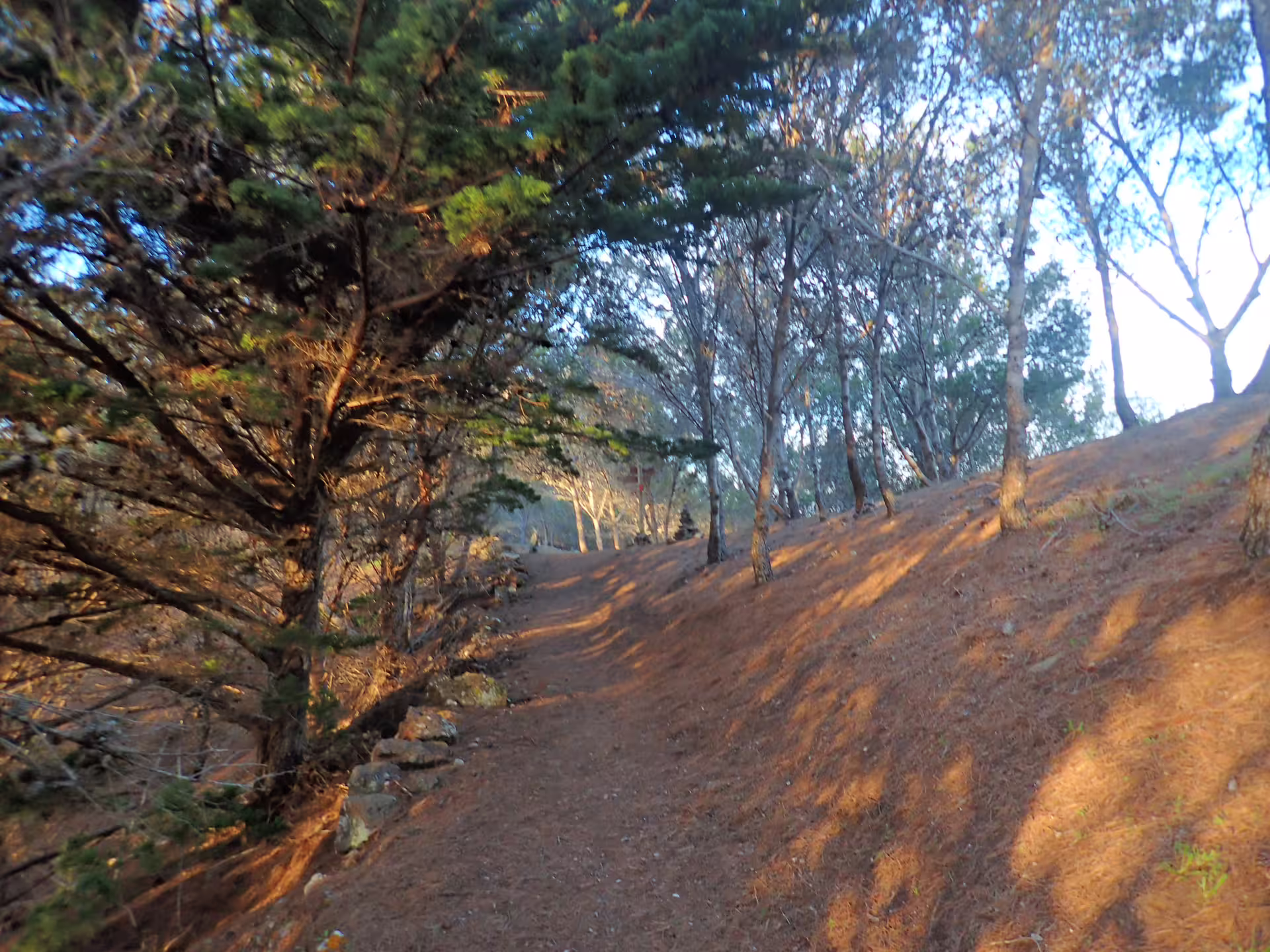 Sunlit forest path on Pico do Facho Panoramic Trail, surrounded by lush trees and natural beauty, perfect for hiking.