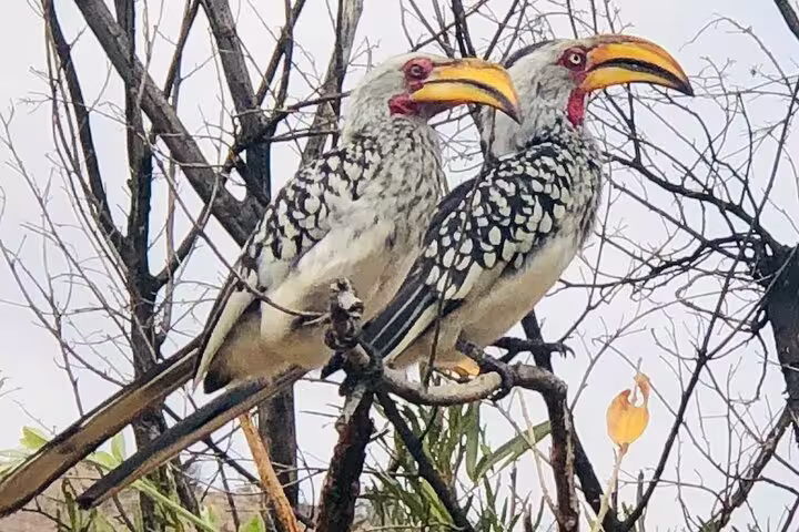 Pilanesberg birdlife