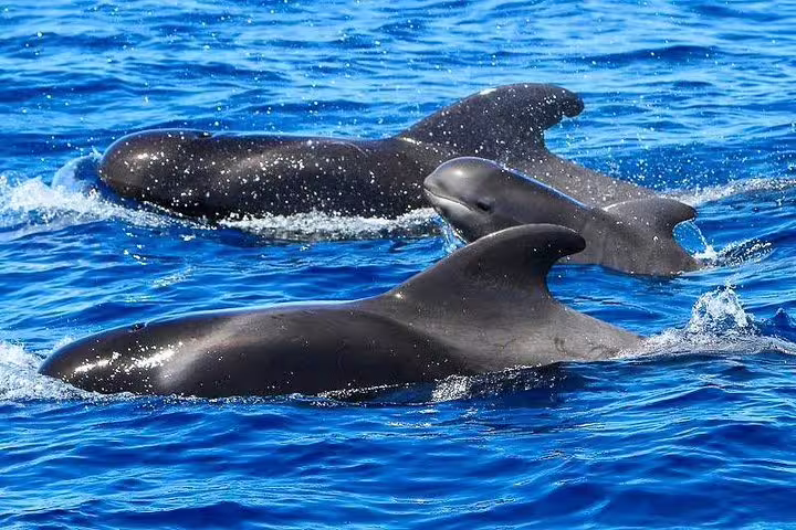 Pilot whales swimming gracefully in the clear blue waters of Costa Adeje during a catamaran tour.