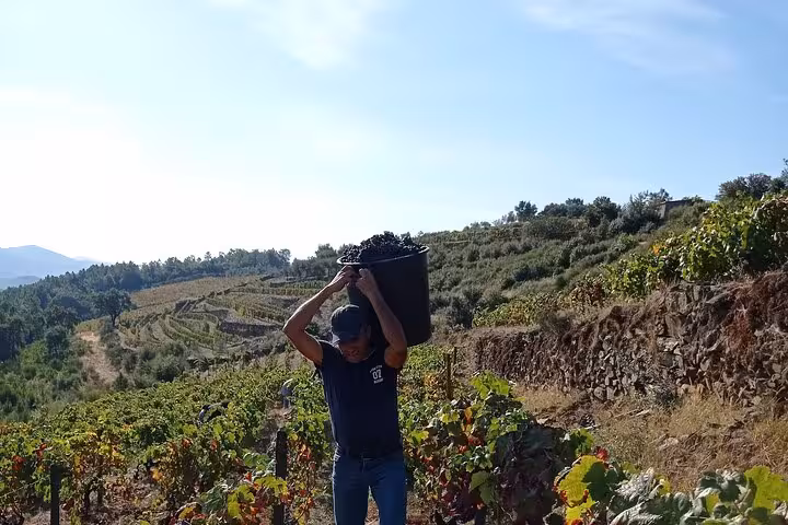 Grape harvest in Pinhão vineyards, Douro Valley, with a worker carrying a bin of grapes among vines