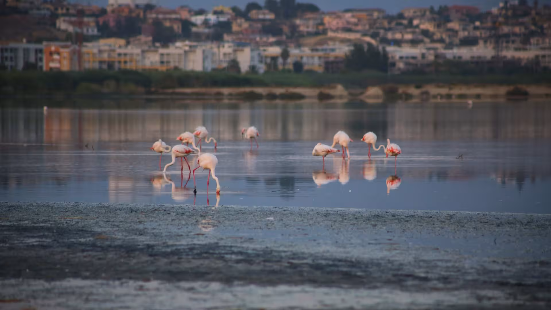 Pink flamingos wading in the lagoon near Cagliari with cityscape in the background.