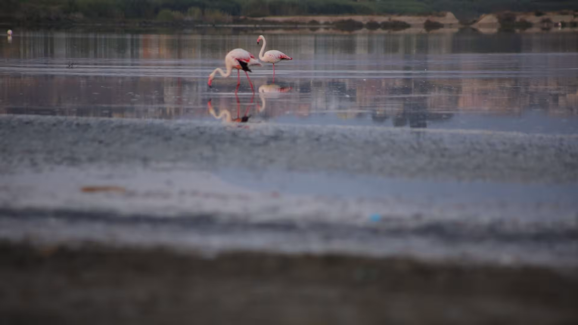 Two pink flamingos wading in the serene waters of Nora archaeological site near Cagliari, Sardinia.